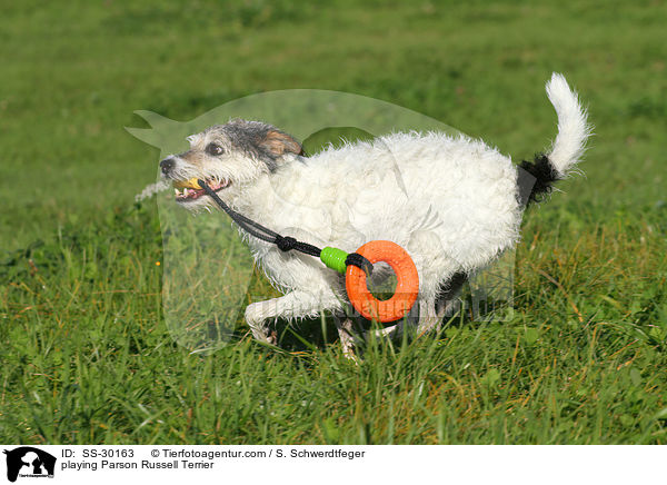 spielender Parson Russell Terrier / playing Parson Russell Terrier / SS-30163