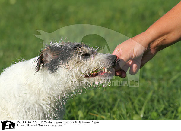 Parson Russell Terrier frisst Gras / Parson Russell Terrier eats grass / SS-30169