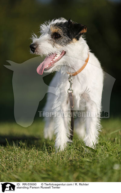 stehender Parson Russell Terrier / standing Parson Russell Terrier / RR-55690