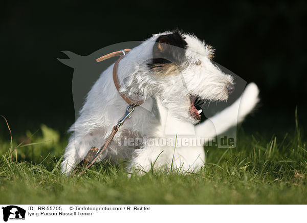 liegender Parson Russell Terrier / lying Parson Russell Terrier / RR-55705