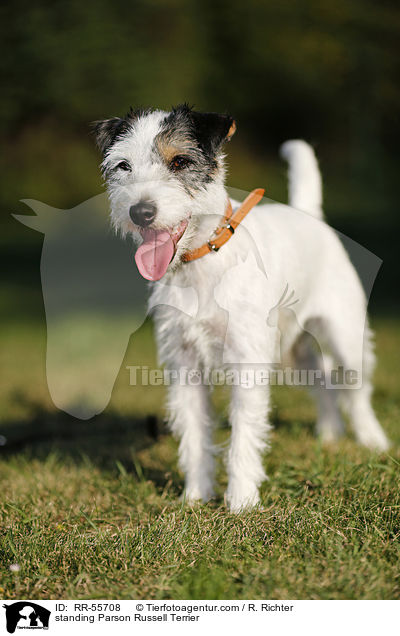 stehender Parson Russell Terrier / standing Parson Russell Terrier / RR-55708