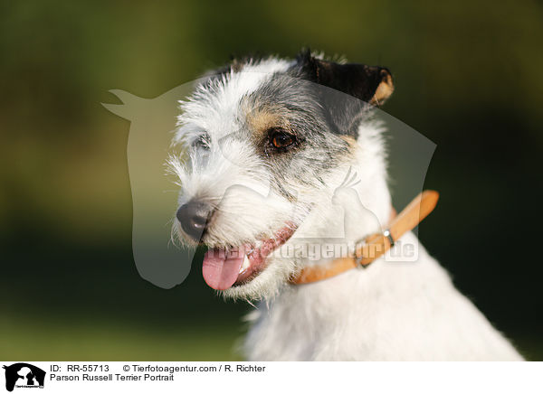 Parson Russell Terrier Portrait / Parson Russell Terrier Portrait / RR-55713