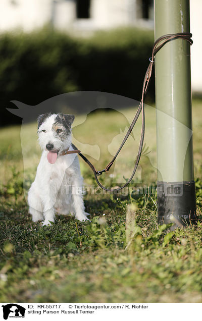 sitzender Parson Russell Terrier / sitting Parson Russell Terrier / RR-55717