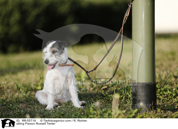 sitzender Parson Russell Terrier / sitting Parson Russell Terrier / RR-55718