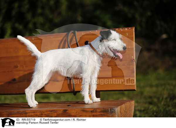 stehender Parson Russell Terrier / standing Parson Russell Terrier / RR-55719