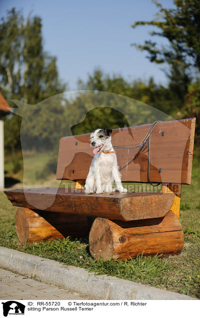 sitzender Parson Russell Terrier / sitting Parson Russell Terrier / RR-55720