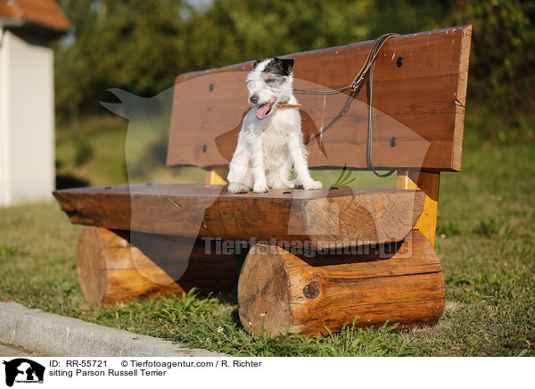 sitzender Parson Russell Terrier / sitting Parson Russell Terrier / RR-55721