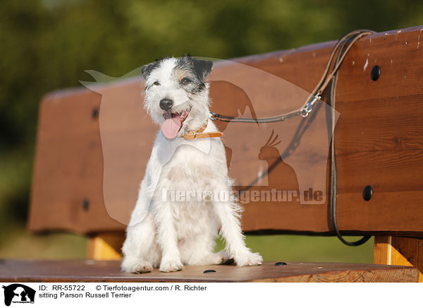 sitzender Parson Russell Terrier / sitting Parson Russell Terrier / RR-55722