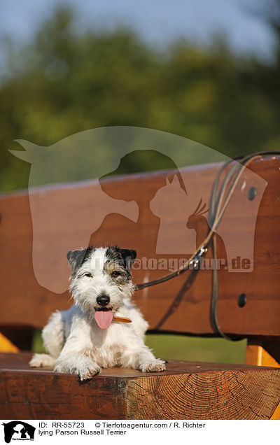 liegender Parson Russell Terrier / lying Parson Russell Terrier / RR-55723