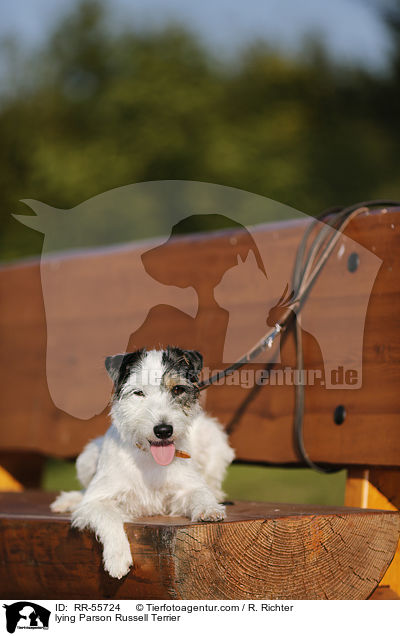 liegender Parson Russell Terrier / lying Parson Russell Terrier / RR-55724