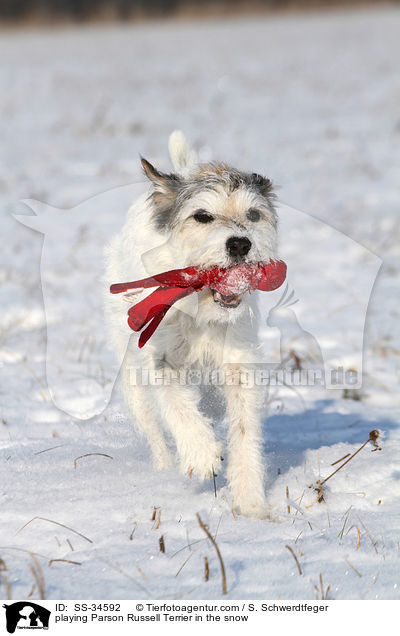 playing Parson Russell Terrier in the snow / SS-34592