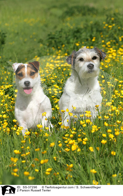 2 Parson Russell Terrier / 2 Parson Russell Terrier / SS-37296