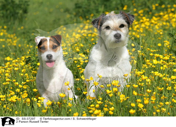 2 Parson Russell Terrier / 2 Parson Russell Terrier / SS-37297