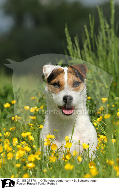 Parson Russell Terrier Portrait / Parson Russell Terrier Portrait / SS-37378