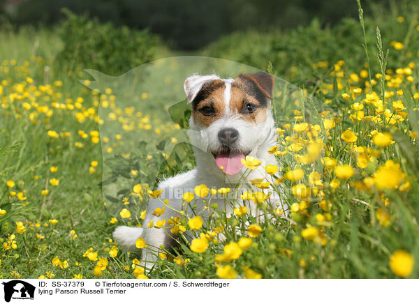 liegender Parson Russell Terrier / lying Parson Russell Terrier / SS-37379