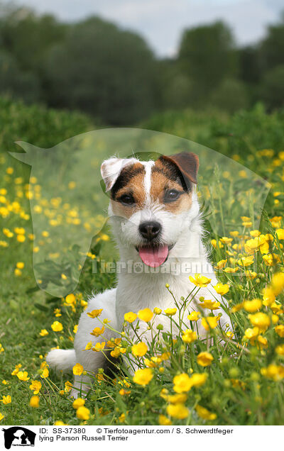 liegender Parson Russell Terrier / lying Parson Russell Terrier / SS-37380