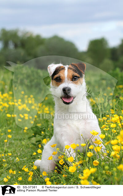 sitzender Parson Russell Terrier / sitting Parson Russell Terrier / SS-37381