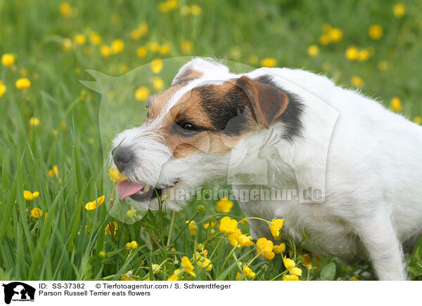Parson Russell Terrier frisst Blumen / Parson Russell Terrier eats flowers / SS-37382