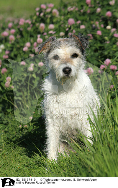 sitzender Parson Russell Terrier / sitting Parson Russell Terrier / SS-37819