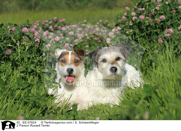 2 Parson Russell Terrier / 2 Parson Russell Terrier / SS-37824