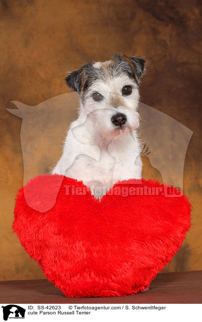 s��er Parson Russell Terrier / cute Parson Russell Terrier / SS-42623