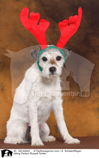 sitting Parson Russell Terrier / SS-42624