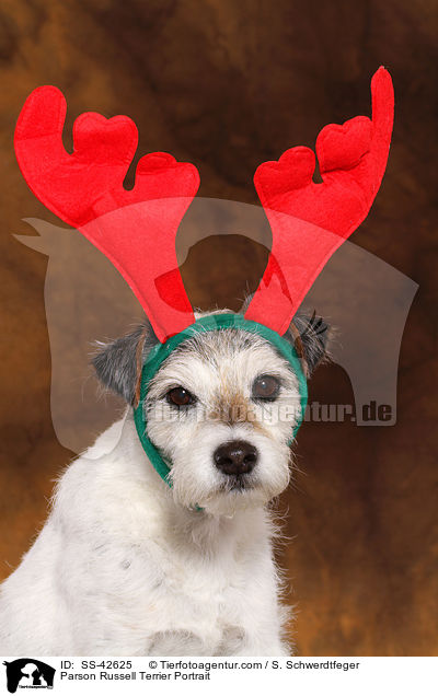 Parson Russell Terrier Portrait / Parson Russell Terrier Portrait / SS-42625