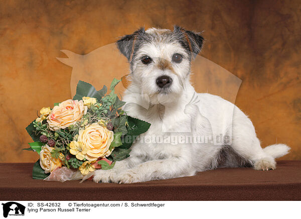 liegender Parson Russell Terrier / lying Parson Russell Terrier / SS-42632