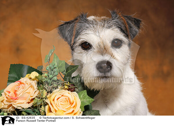 Parson Russell Terrier Portrait / Parson Russell Terrier Portrait / SS-42635