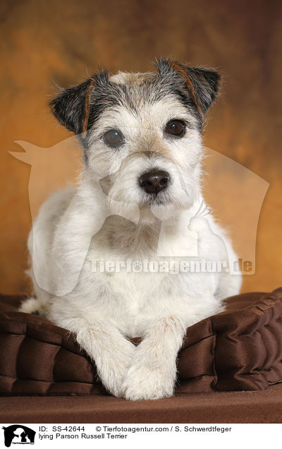 liegender Parson Russell Terrier / lying Parson Russell Terrier / SS-42644