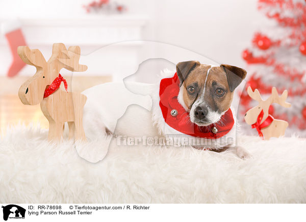 liegender Parson Russell Terrier / lying Parson Russell Terrier / RR-78698