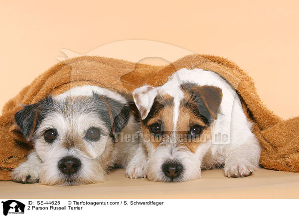 2 Parson Russell Terrier / SS-44625
