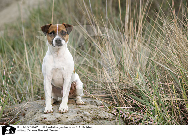 sitzender Parson Russell Terrier / sitting Parson Russell Terrier / RR-82842