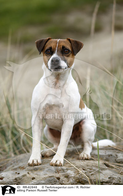 sitzender Parson Russell Terrier / sitting Parson Russell Terrier / RR-82848