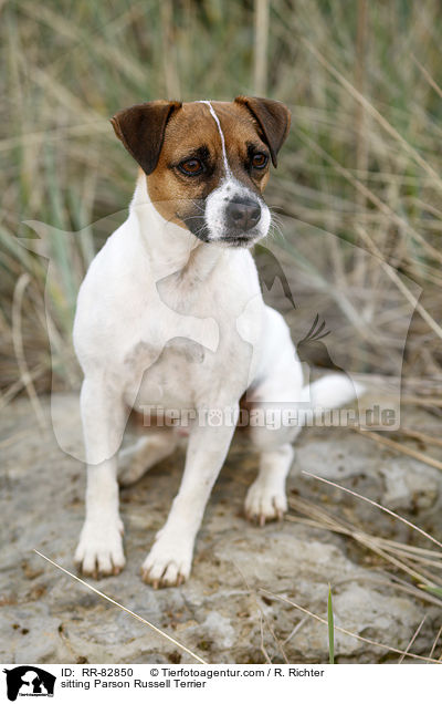 sitzender Parson Russell Terrier / sitting Parson Russell Terrier / RR-82850