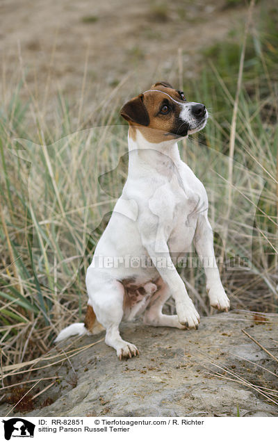 sitzender Parson Russell Terrier / sitting Parson Russell Terrier / RR-82851