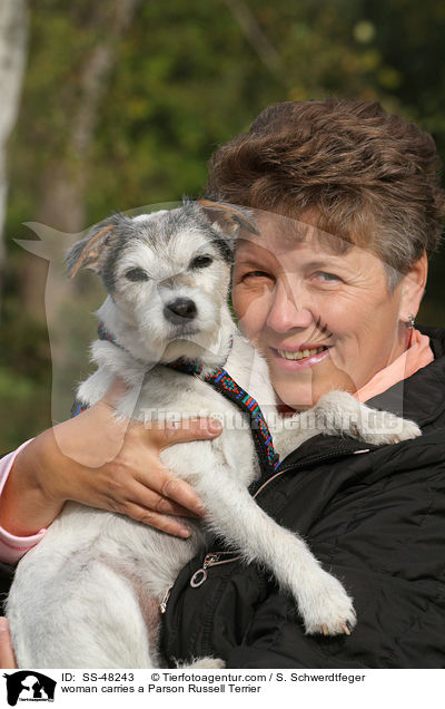 Frau trgt Parson Russell Terrier / woman carries a Parson Russell Terrier / SS-48243