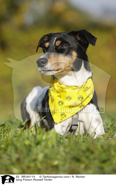 liegender Parson Russell Terrier / lying Parson Russell Terrier / RR-94114