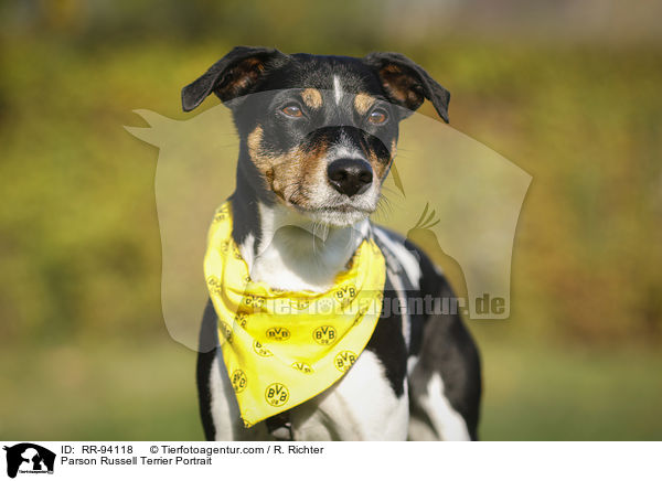 Parson Russell Terrier Portrait / Parson Russell Terrier Portrait / RR-94118
