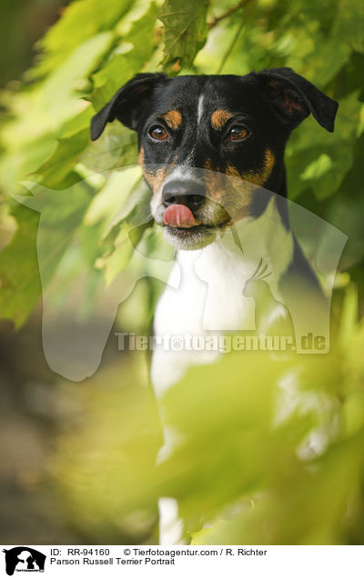Parson Russell Terrier Portrait / Parson Russell Terrier Portrait / RR-94160