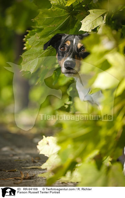 Parson Russell Terrier Portrait / Parson Russell Terrier Portrait / RR-94168