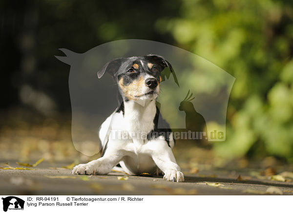 liegender Parson Russell Terrier / lying Parson Russell Terrier / RR-94191