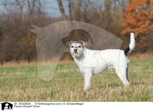 Parson Russell Terrier / Parson Russell Terrier / SS-52628