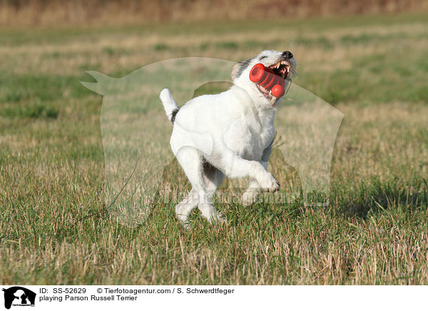 spielender Parson Russell Terrier / playing Parson Russell Terrier / SS-52629