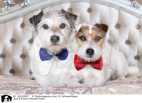 Jack & Parson Russell Terrier / Jack & Parson Russell Terrier / SS-53057