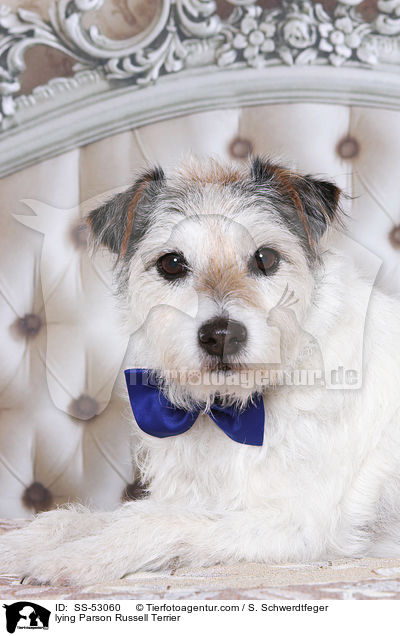 liegender Parson Russell Terrier / lying Parson Russell Terrier / SS-53060