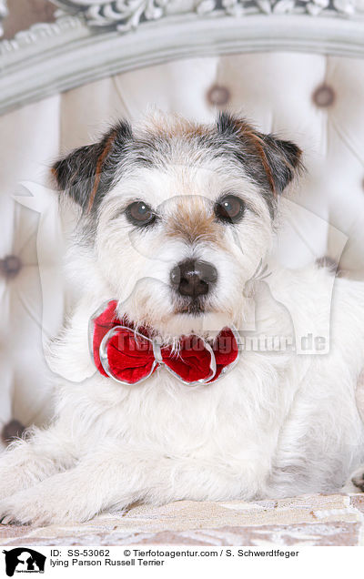 liegender Parson Russell Terrier / lying Parson Russell Terrier / SS-53062
