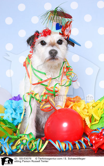 sitzender Parson Russell Terrier / sitting Parson Russell Terrier / SS-53076