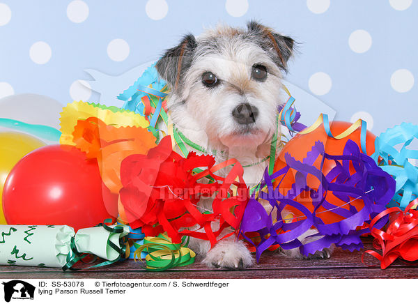 liegender Parson Russell Terrier / lying Parson Russell Terrier / SS-53078
