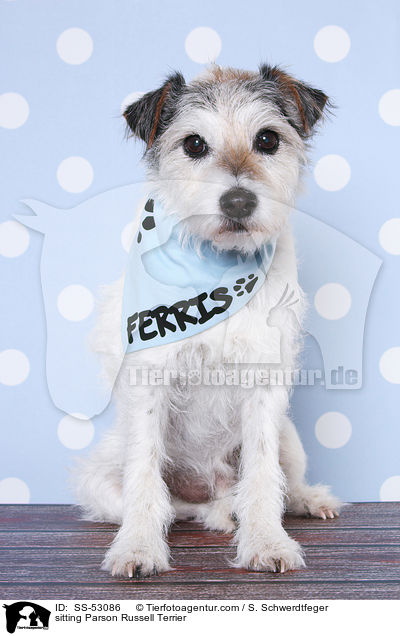 sitzender Parson Russell Terrier / sitting Parson Russell Terrier / SS-53086